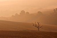 Misty Downland Dawn Houghton