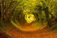 Halnaker Path as Seen on TV