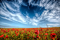 Sussex Landscapes