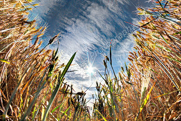 Sun Wheat as Seen on TV