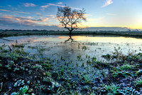 Blue Hour Tree Reflection