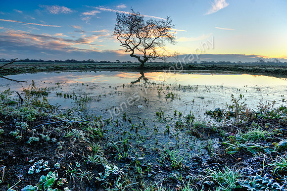 Blue Hour Tree Reflection