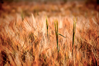 Summer Wheatfield Chichester