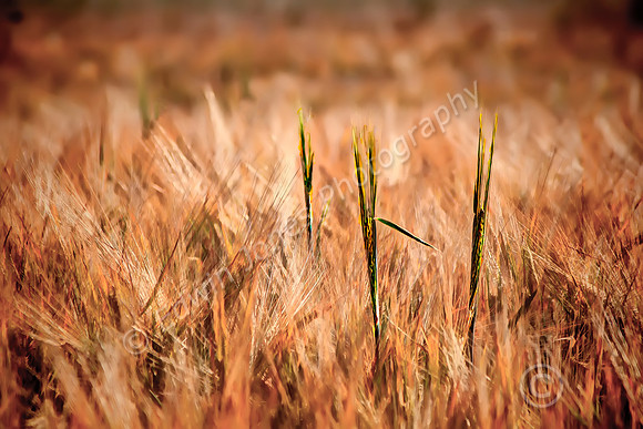 Summer Wheatfield Chichester