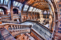 Natural History Museum Staircase to Hogwarts