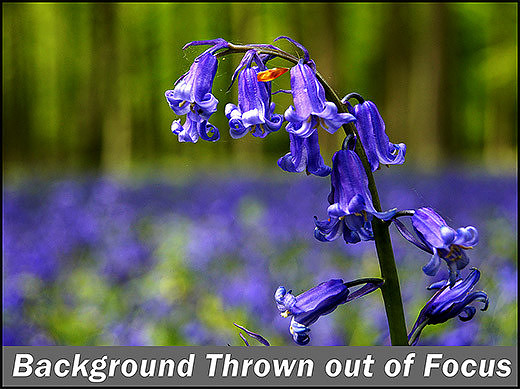 BluebellWoodsFocusDone