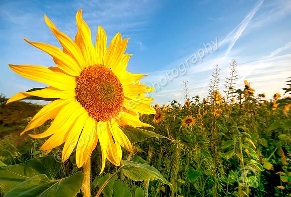 Pagham Sunflowers Facing the Dawn
