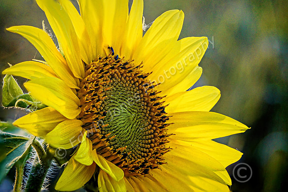 Summertime Sunflower Yellows