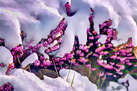 Blanket of Winter Over Spring