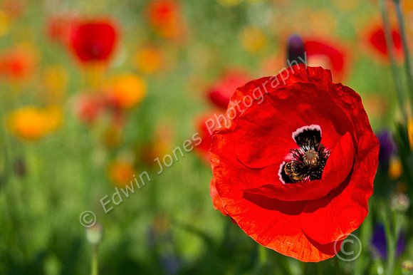 Meadowland Poppy Bognor Regis