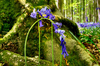 Bluebells Root Angmering