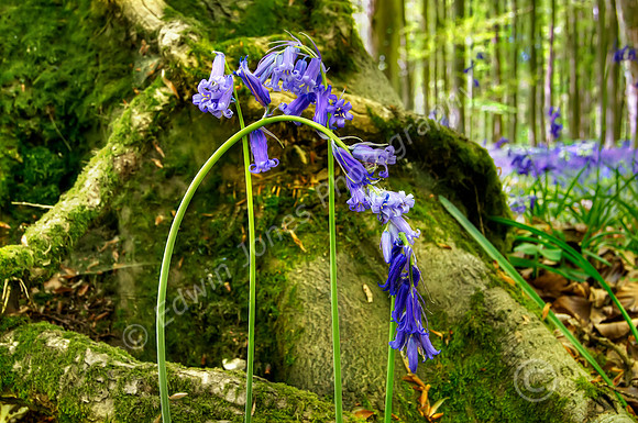 Bluebells Root Angmering