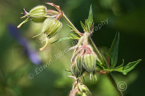 Wild Flower Buds Focus Stacked
