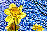 Slindon Village Daffodils