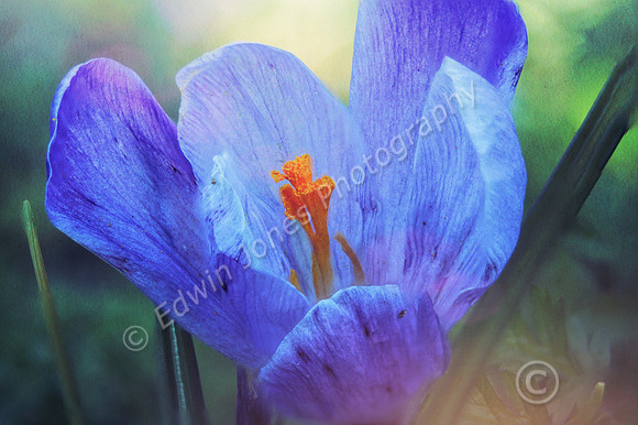 Bognor Regis Spring Crocus Bloom