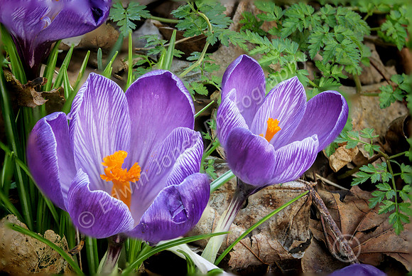 Bognor Regis Spring Harbingers