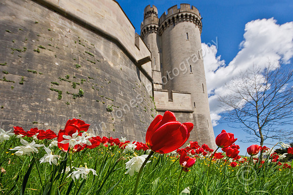 Castle and Tulips Arundel