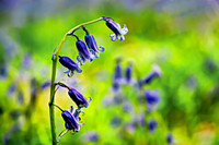 Woodland Bluebell Angmering