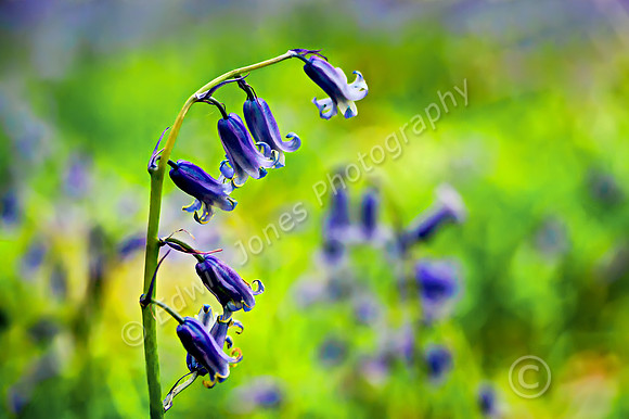 Woodland Bluebell Angmering