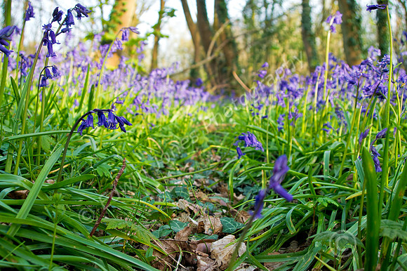 Slindon Woods Bluebell Path