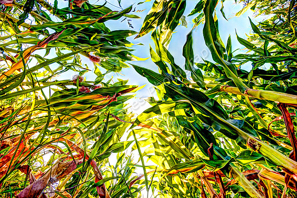 Mouse View Sweetcorn