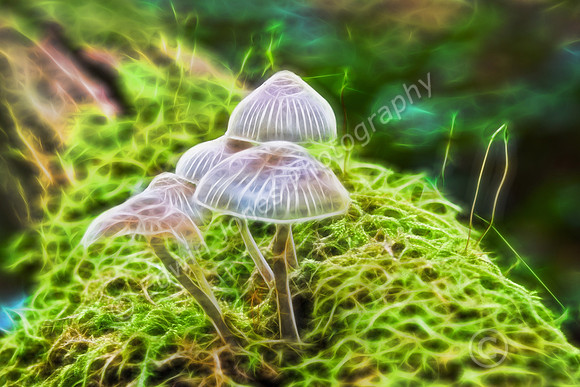 Magical Mushrooms Halloween