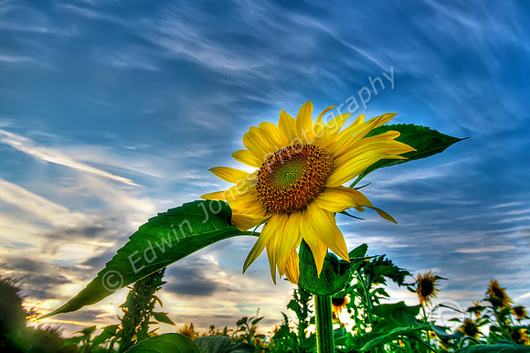 Sunflower Sunset Pagham