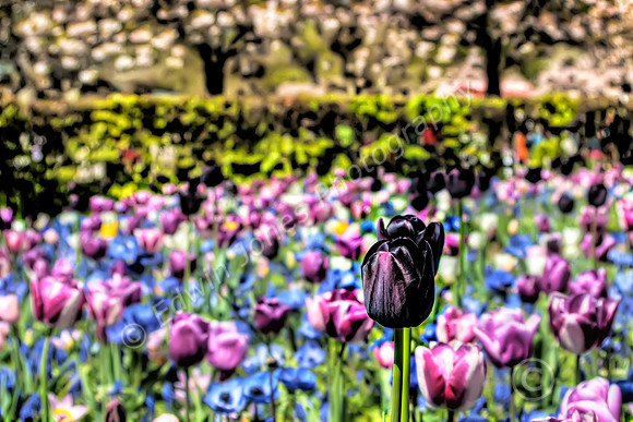 Black Sheep of the Tulips