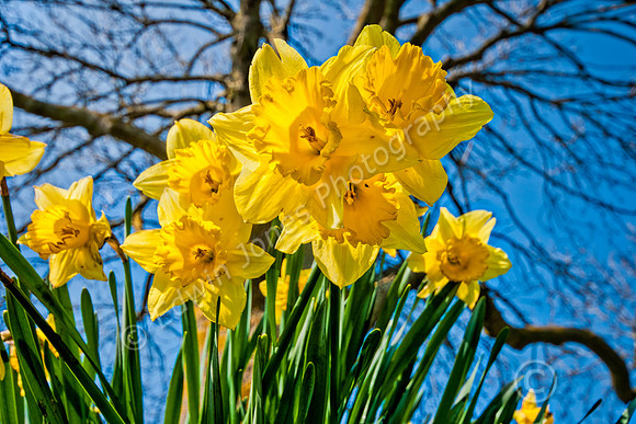 Pagham Spring Daffodils