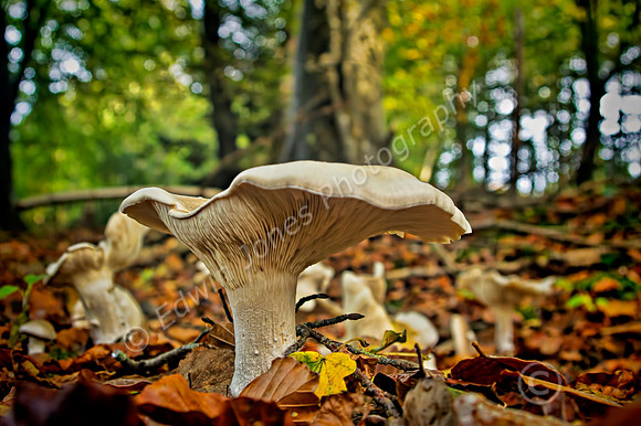 Forest Floor South Downs