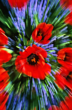 Zoomed Flower Petals