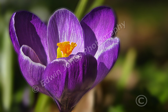 February Spring Crocus Bloom