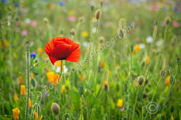 Wildflower Meadow Poppy Bognor Regis