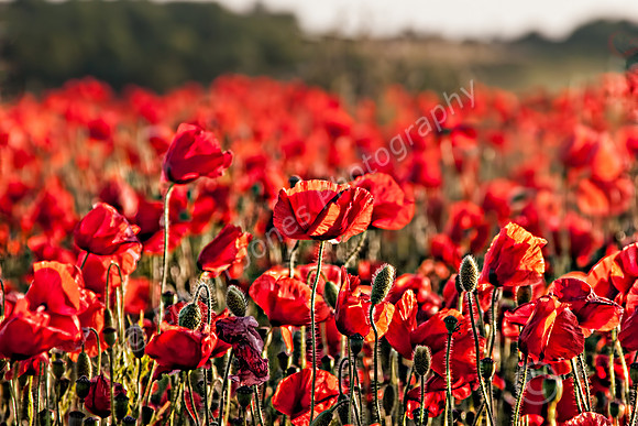 Sompting Summer Poppy Field