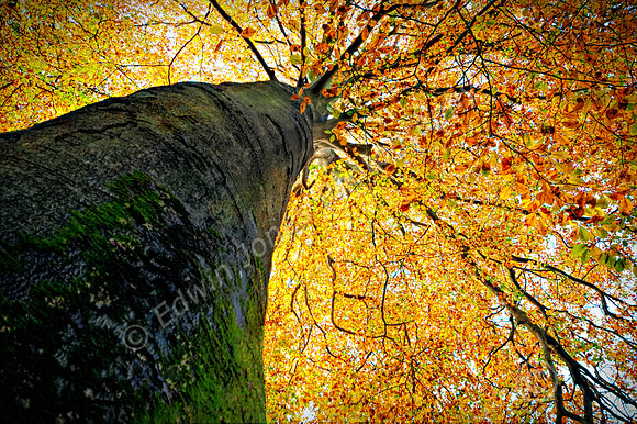 Autumn Canopy Wakehurst Place