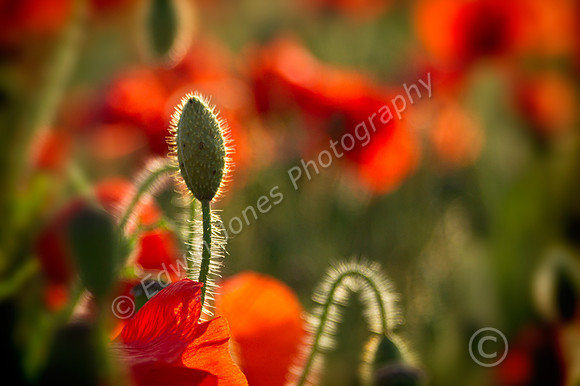 Bud and Poppy Field