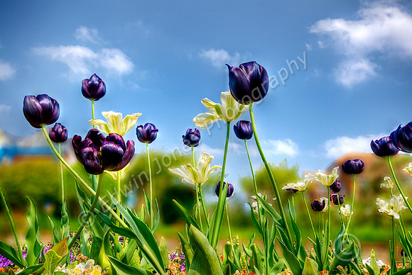 Purple Tulips