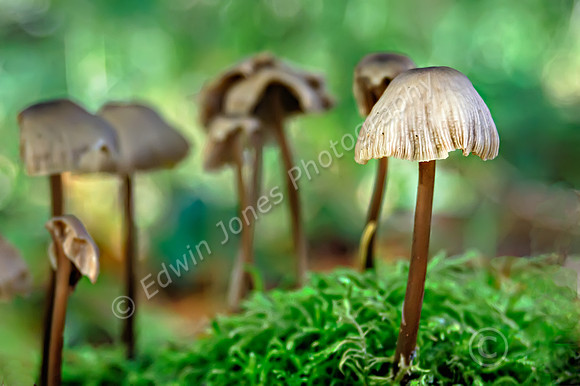 South Downs Fungi