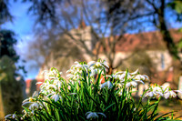 Boxgrove Churchyard Snowdrops