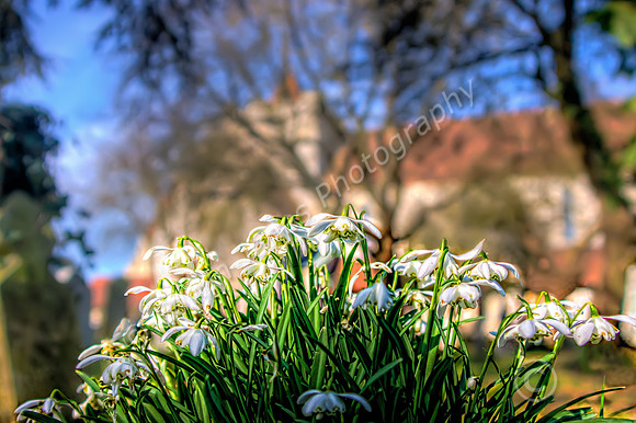 Boxgrove Churchyard Snowdrops