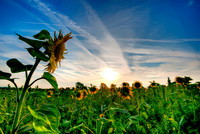 Sunflower Dawn Pagham