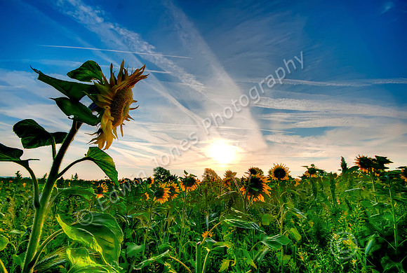 Sunflower Dawn Pagham