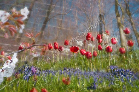 Spring Impressions Arundel