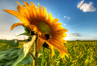 Pagham Sunflower HDR
