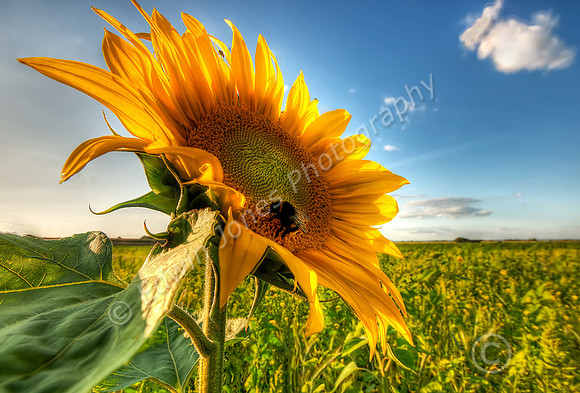 Pagham Sunflower HDR