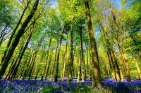 Bluebell Woods Angmering