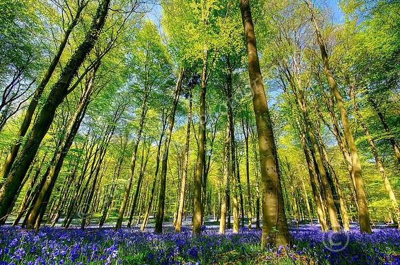 Bluebell Woods Angmering