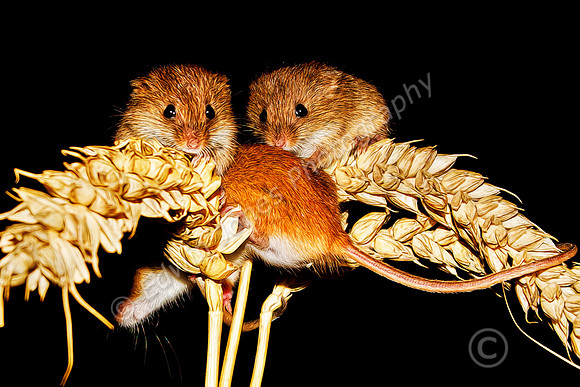 Threes a Crowd