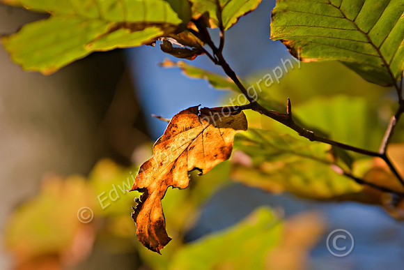 Autumn Leaf South Downs