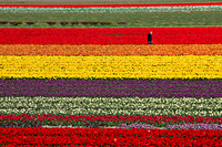 Dutch Tulips Rainbow Lines